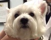Peachtree Hills Animal Hospital, vets in Atlanta, Atlanta veterinarians