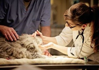 Peachtree Hills Animal Hospital, vets in Atlanta, Atlanta veterinarians