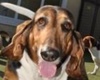 Pet Paradise Resort Atlanta Airport, pet boarding in Atlanta, Atlanta dog daycare, Pet Friendly Atlanta Pet Care