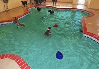 Pet Paradise Resort Atlanta Airport, pet boarding in Atlanta, Atlanta dog daycare, Pet Friendly Atlanta Pet Care