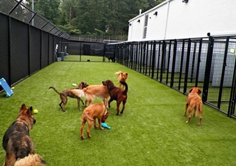 Pet Paradise Resort Atlanta Airport, pet boarding in Atlanta, Atlanta dog daycare, Pet Friendly Atlanta Pet Care