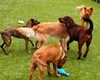 Pet Paradise Resort Atlanta Airport, pet boarding in Atlanta, Atlanta dog daycare, Pet Friendly Atlanta Pet Care